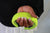 Neon Things